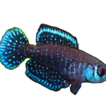 Siyah Yüzgeçli İnci Killifish