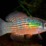 Amerikan Bayrak Balığı - American Flagfish
