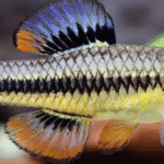 Mavi Yüzgeçli Killifish