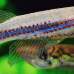 Chevalier's Epiplatys Killifish