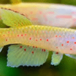 Christy's Killifish