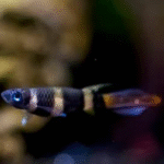 Palyaço (Clown) Killifish