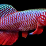Eggers Killifish