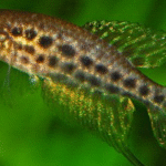 Featherfin Pearlfish