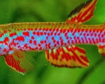 Gabon Killifish