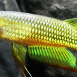 Golden Wonder Panchax