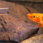 Lyretail Killifish