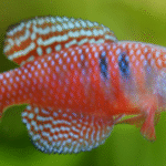 Magnificent Killifish