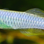 Norman's Lampeye Killifish