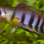 Red-chinned Panchax