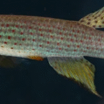 Schlesers Longfin Killifish