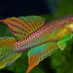 Splendid Killifish