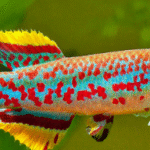 Steel Blue Lyretail Killifish