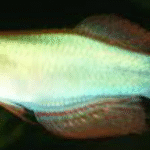 Yabassi Lampeye Killifish