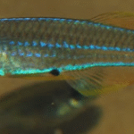Anüs Noktalı Lampeye Killifish