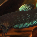 Betta persephone
