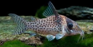Corydoras - Çöpçü Balıkları