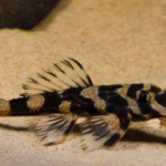Kelebek Plecostomus L168