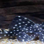 Galaxy Plecostomus L029