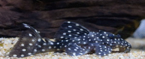 (Plecostomus) Vatozlar
