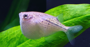 (Gasteropelecidae) Balta Balıkları