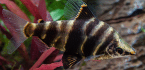 (Headstanders) Başüstü Duran Balıklar