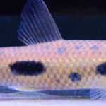 Apollo Leporinus