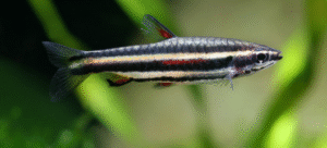 (Nannostomus) Kalem Balıkları