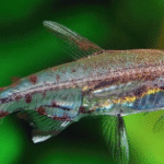 Adonis Tetralar