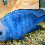 Yunus Cichlid