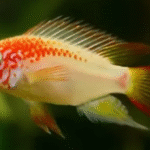 Macmasters Apistogramma - Gold