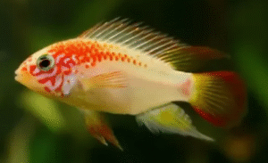 Apistogramma Cichlidleri