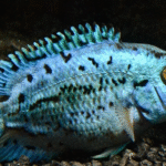 Electric Blue Jack Dempsey