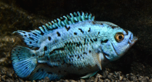 Orta Amerika Cichlidleri