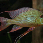 Altifron Toprak Yiyen Cichlid