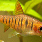 Afrika Bantlı Barb