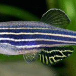 Zebra Danio