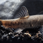 Garra Rufa