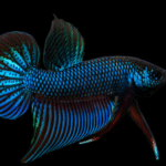 Betta smaragdina