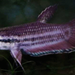 Betta Falx