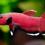 Betta Channoides