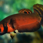 Betta macrostoma