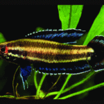 Bintan Gurami