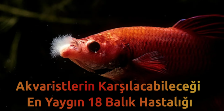 Akvaryumda En Yaygın 18 Balık Hastalığı