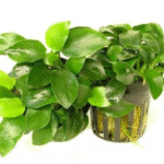 Anubias Nana
