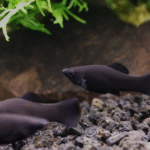 Siyah Moli (Black Molly)