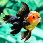 Oranda Japon Balığı
