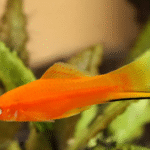 Kılıçkuyruk (Xiphophorus hellerii)