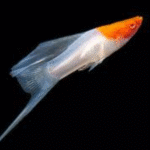 Kılıçkuyruk Albino Koi