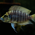 Calvus Ciklet